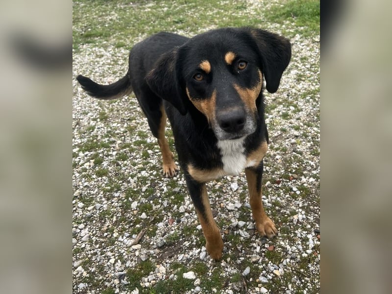 Orelle, geb. ca. 05/2024, lebt in GRIECHENLAND, auf einem Gelände, auf dem die Hunde notdürftig vers