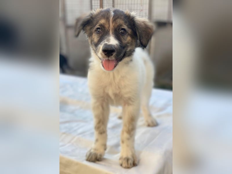 Ludmilla, geb. ca. 05/2025, lebt in GRIECHENLAND, im städt. Tierheim Serres