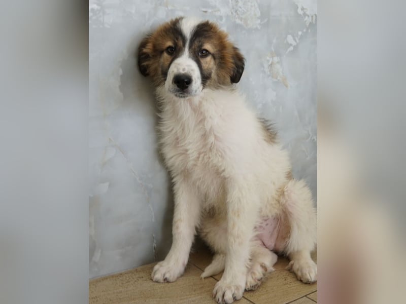 Vera, geb. ca. 12/2025, lebt in GRIECHENLAND, auf einer privaten Pflegestelle