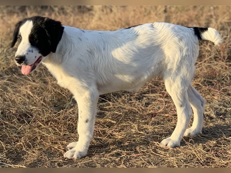 Umia, geb. ca. 05/2022, lebt in GRIECHENLAND, auf einer privaten Pflegestelle