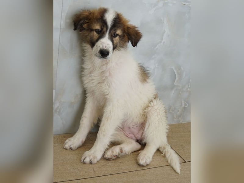 Vera, geb. ca. 12/2025, lebt in GRIECHENLAND, auf einer privaten Pflegestelle