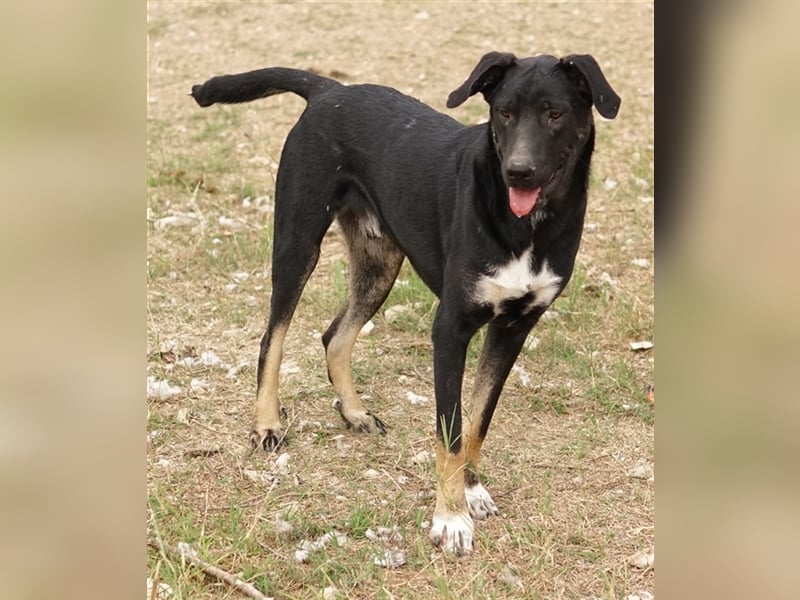 Jeppe, geb. ca. 12/2022, lebt in GRIECHENLAND, im städt. Tierheim Serres