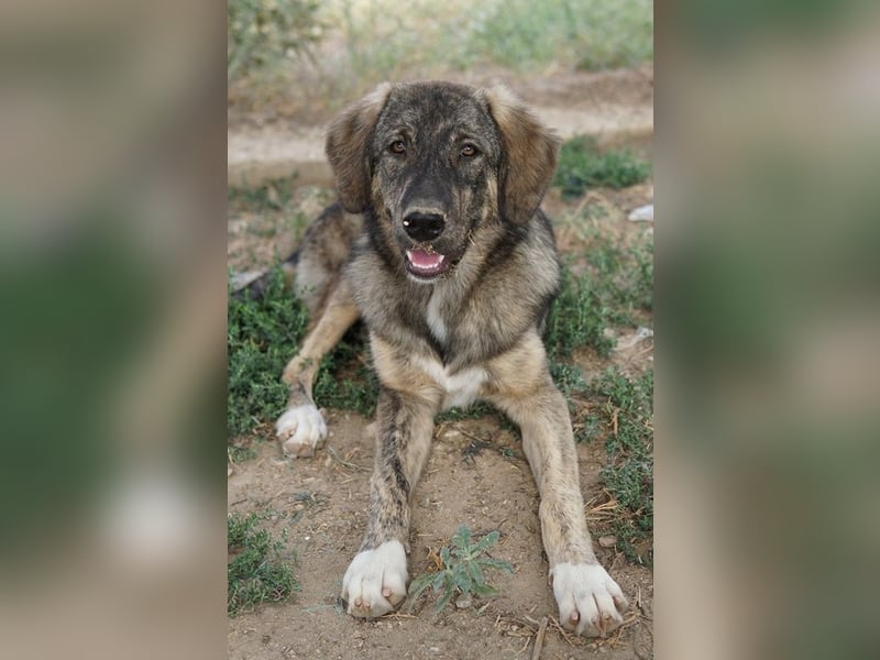 Amelie, geb. ca. 02/2024, lebt in GRIECHENLAND, im städt. Tierheim Serres