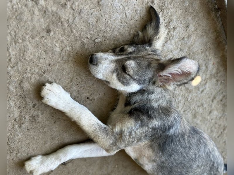 Alexi, geb. ca. 02/2025, lebt in GRIECHENLAND, auf einer privaten Pflegestelle