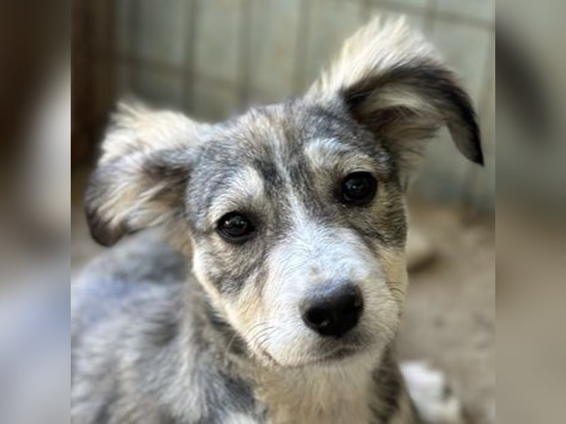 Alexi, geb. ca. 02/2025, lebt in GRIECHENLAND, auf einer privaten Pflegestelle