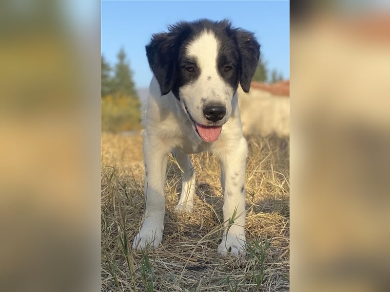 Umia, geb. ca. 05/2022, lebt in GRIECHENLAND, auf einer privaten Pflegestelle