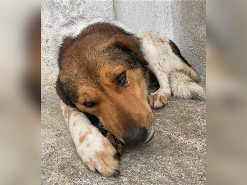 Noah, geb. ca. 10/2020, lebt in GRIECHENLAND, im städt. Tierheim Serres