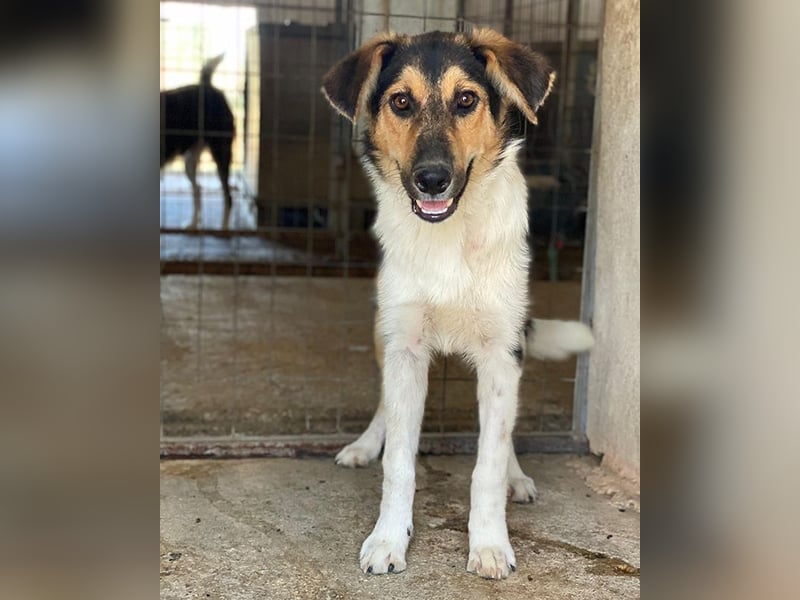 Kati, geb. ca. 03/2025, lebt in GRIECHENLAND, im städt. Tierheim Serres