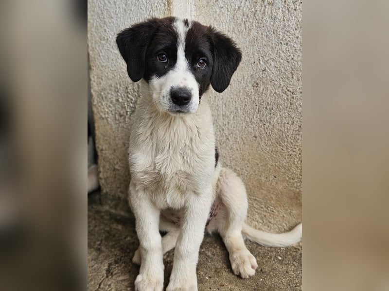 Zenzi, geb. ca. 01/2025, lebt in GRIECHENLAND, im städt. Tierheim Serres