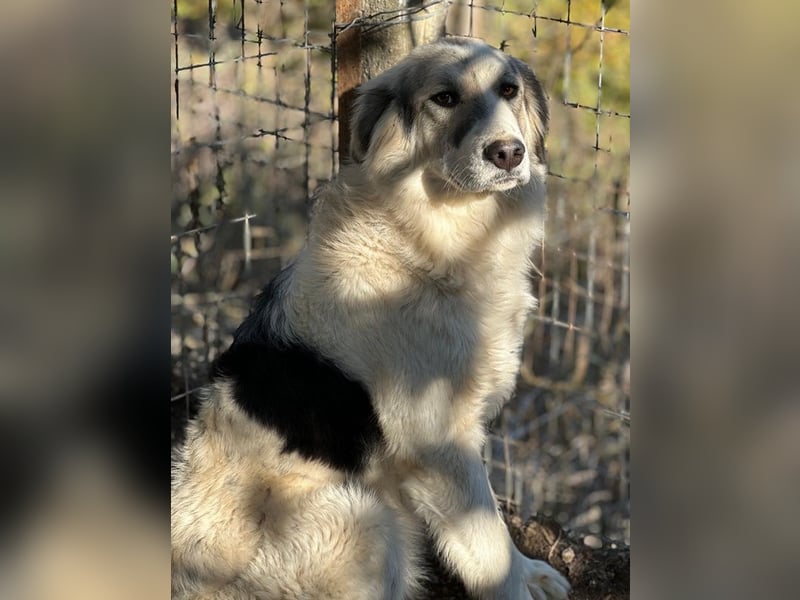 Sally Brown, geb. ca. 12/2023, lebt in GRIECHENLAND, auf einer privaten Pflegestelle