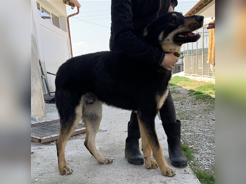 Niles, geb. ca. 05/2019, lebt in GRIECHENLAND, im städt. Tierheim Serres