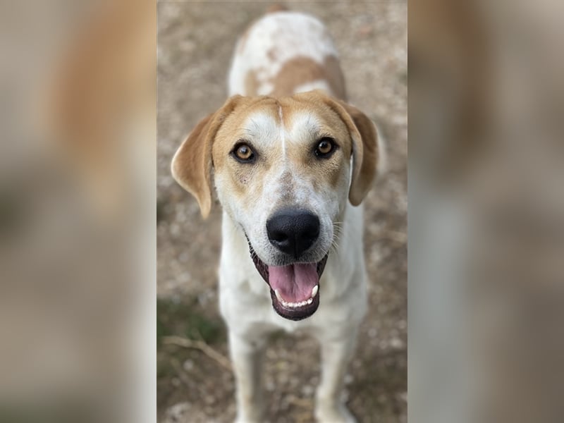 Roxi, geb. ca. 11/2022, lebt in GRIECHENLAND, im städt. Tierheim Serres