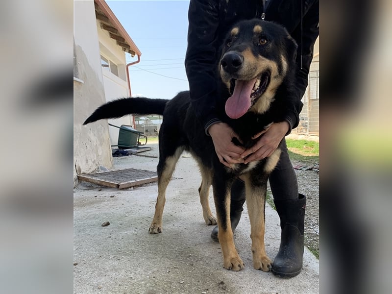 Niles, geb. ca. 05/2019, lebt in GRIECHENLAND, im städt. Tierheim Serres