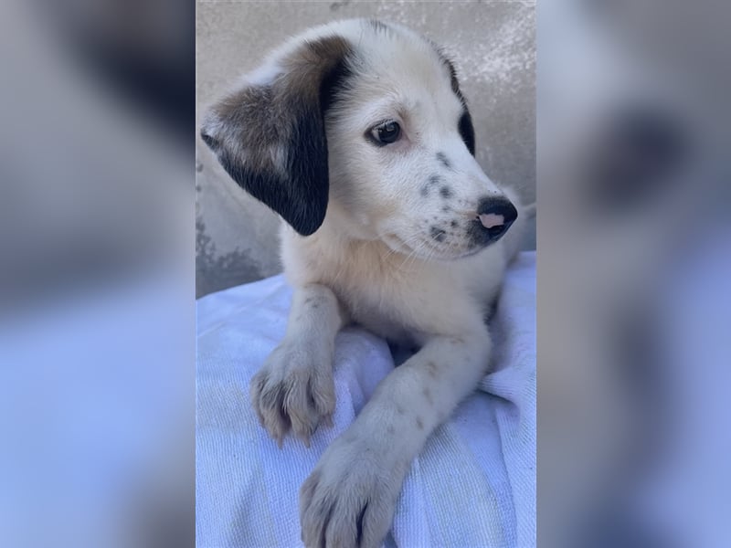 Benda, geb. ca. 06/2023, lebt in GRIECHENLAND, im städt. Tierheim Serres