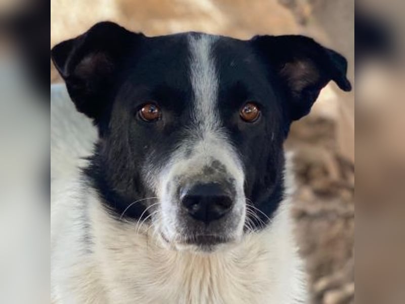 Merenda, geb. ca. 02/2023, lebt in GRIECHENLAND, im städt. Tierheim Serres