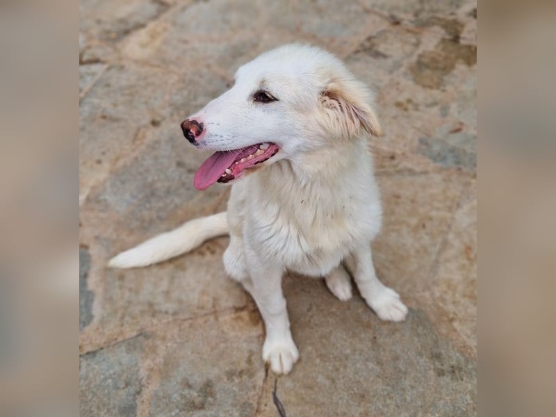 Frauke, geb. ca. 11/2023, lebt in GRIECHENLAND, auf einer privaten Pflegestelle