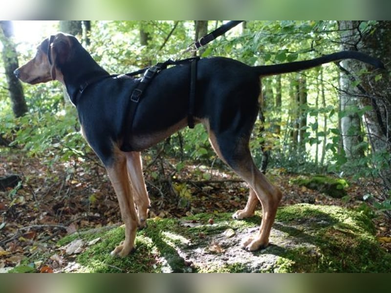 Solen, geb. ca. 04/2025, lebt bei einem Ehepaar in 79733 Görwihl Solen, geb. ca. 04/2025, lebt bei einem Ehepaar in 79733 Görwihl