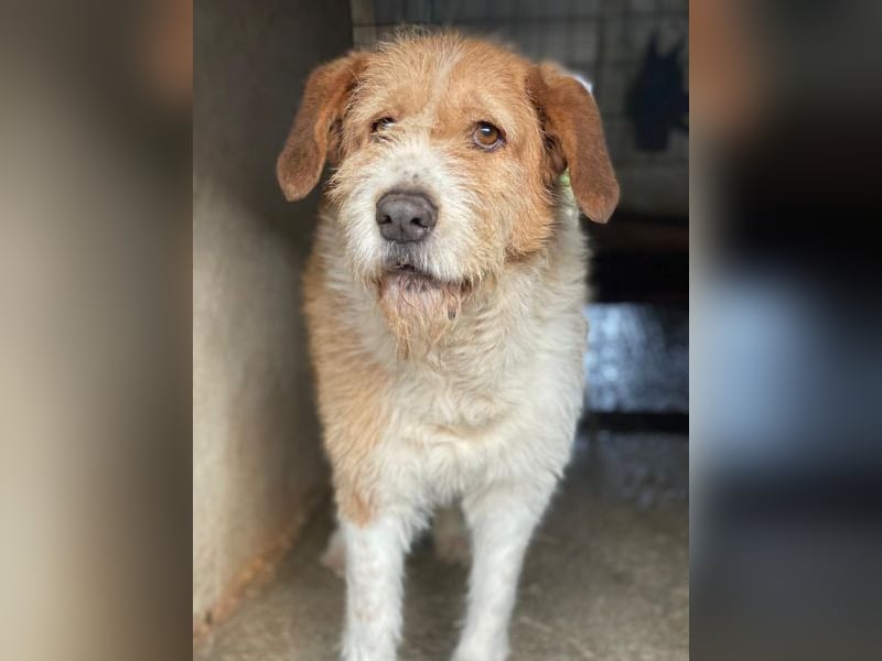 Yvaine, geb. ca. 05/2024, lebt in GRIECHENLAND, im städt. Tierheim Serres