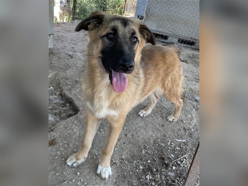 Thumper, geb. ca. 01/2022, lebt in GRIECHENLAND, im städt. Tierheim Serres