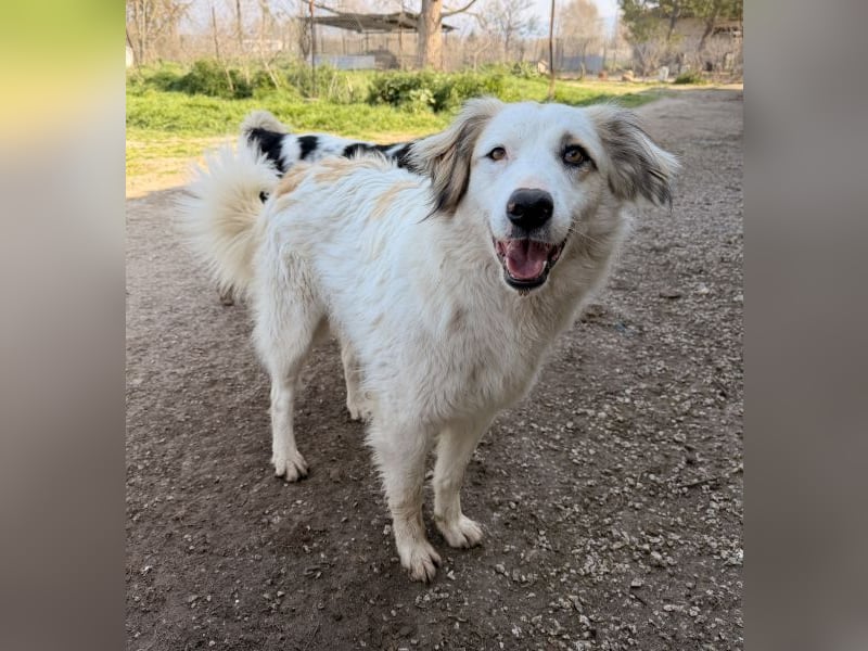 Eika, geb. ca. 02/2023, lebt in GRIECHENLAND, im städt. Tierheim Serres