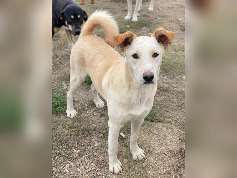 Kalena, geb. ca. 01/2025, lebt in GRIECHENLAND, im städt. Tierheim Serres