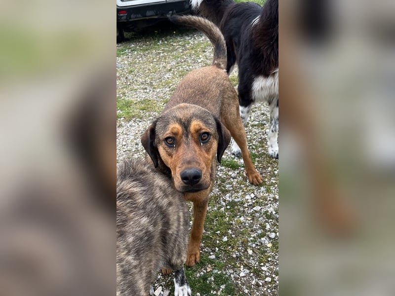 Valmira, geb. ca. 05/2024, lebt in GRIECHENLAND, auf einem Gelände, auf dem die Hunde notdürftig ver