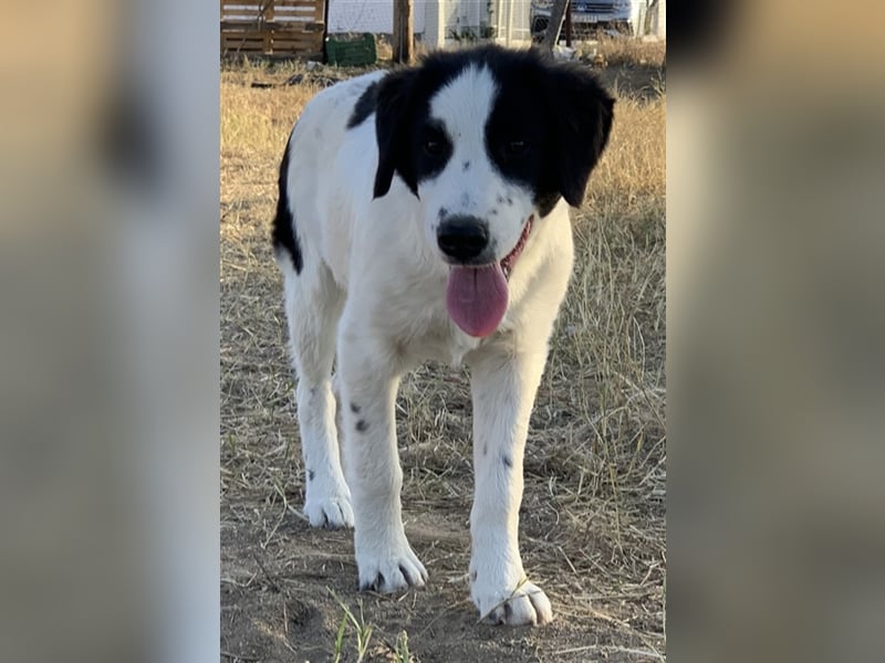 Umia, geb. ca. 05/2022, lebt in GRIECHENLAND, auf einer privaten Pflegestelle