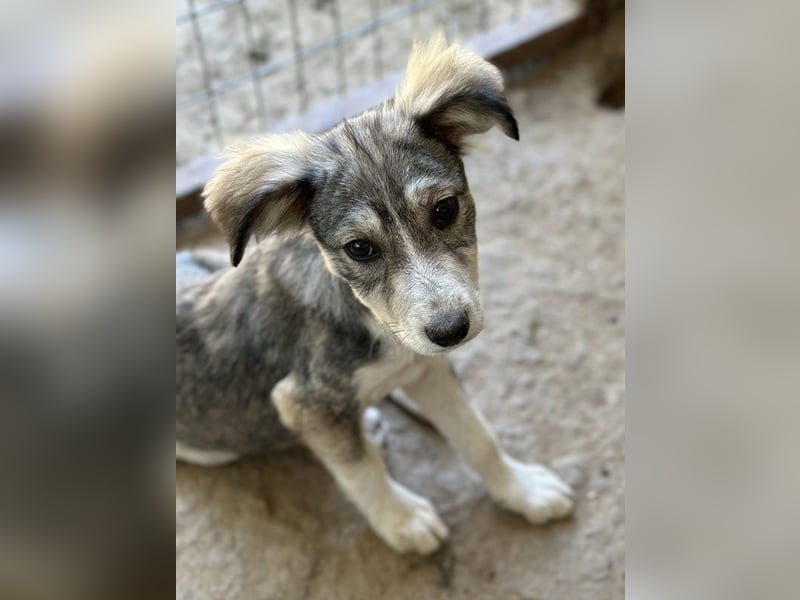 Alexi, geb. ca. 02/2025, lebt in GRIECHENLAND, auf einer privaten Pflegestelle