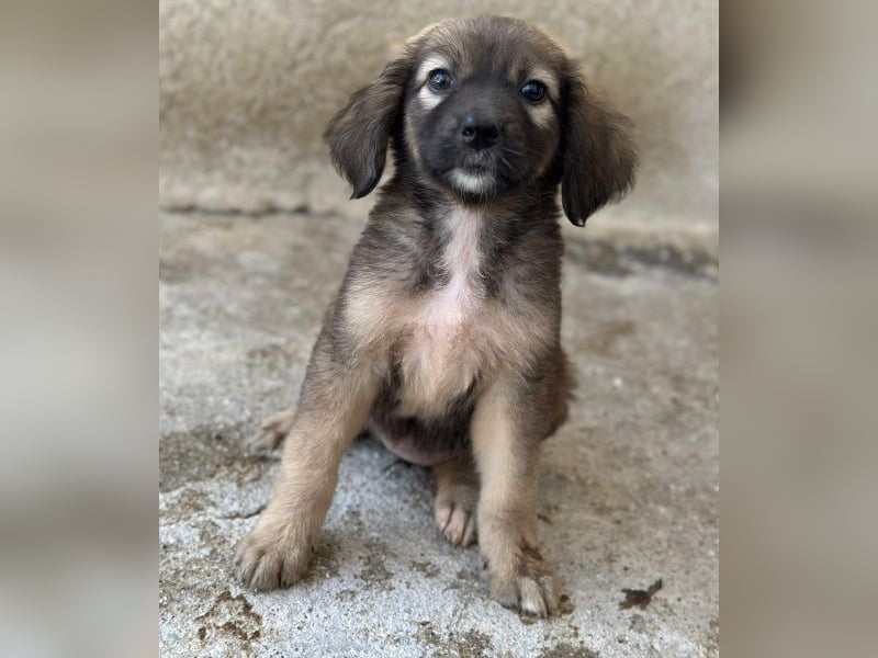 Harissa, geb. ca. 05/2026, lebt in GRIECHENLAND, im städt. Tierheim Serres