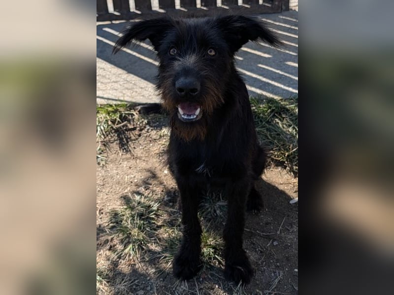 Buffy, geb. ca. 02/2025, lebt in GRIECHENLAND, auf einer privaten Pflegestelle