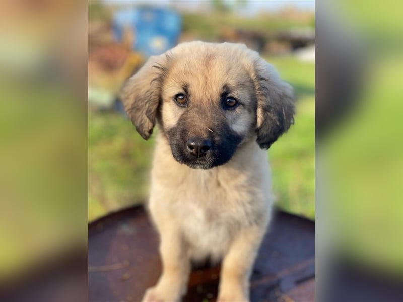 Hermine Granger, geb. ca. 12/2023, lebt in GRIECHENLAND, im städt. Tierheim Serres