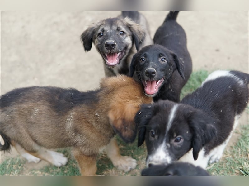 Lillia, geb. ca. 05/2024, lebt in GRIECHENLAND, auf einer privaten Pflegestelle