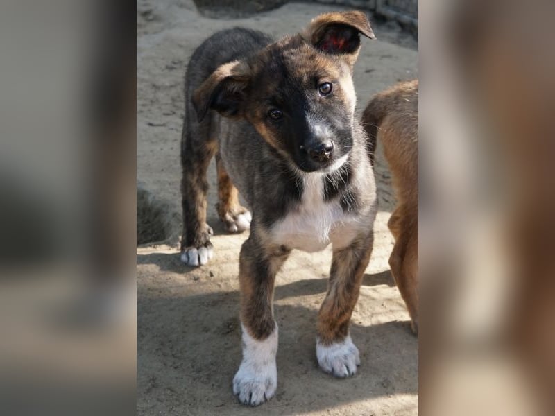 Corbel, geb. ca. 12/25, lebt in GRIECHENLAND, auf einer privaten Pflegestelle