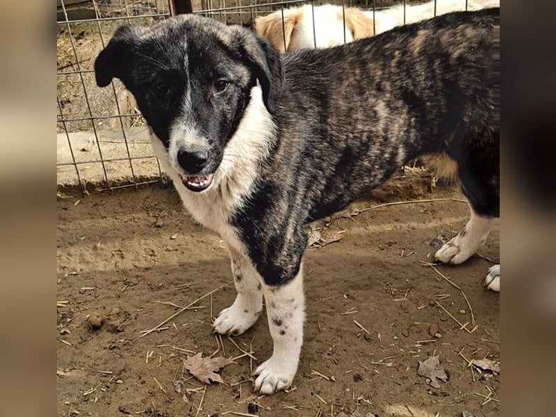 Tsuki, geb. ca. 04/2025, lebt in GRIECHENLAND, auf einer privaten Pflegestelle