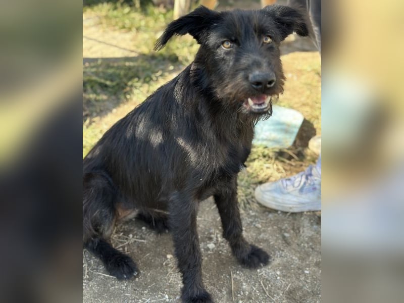 Buffy, geb. ca. 02/2025, lebt in GRIECHENLAND, auf einer privaten Pflegestelle