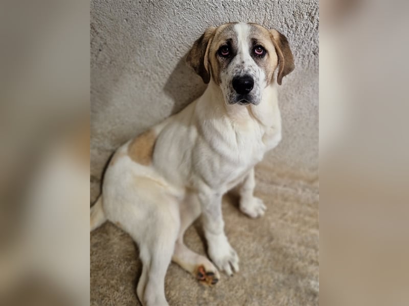 Lou, geb. ca. 11/2022, lebt in GRIECHENLAND, im städt. Tierheim Serres