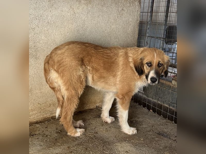 Blümchen, geb. ca. 08/2024, lebt in GRIECHENLAND, im städt. Tierheim Serres