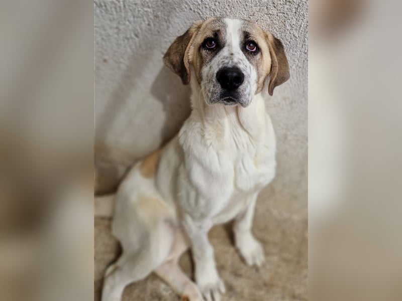 Lou, geb. ca. 11/2022, lebt in GRIECHENLAND, im städt. Tierheim Serres