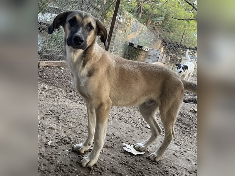 Peterchen, geb. ca. 03/2023, lebt in GRIECHENLAND, im städt. Tierheim Serres