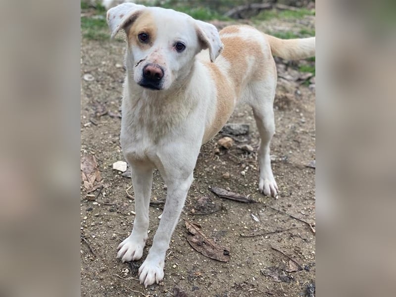 Lono, geb. ca. 06/2020, lebt in GRIECHENLAND, auf einer privaten Pflegestelle