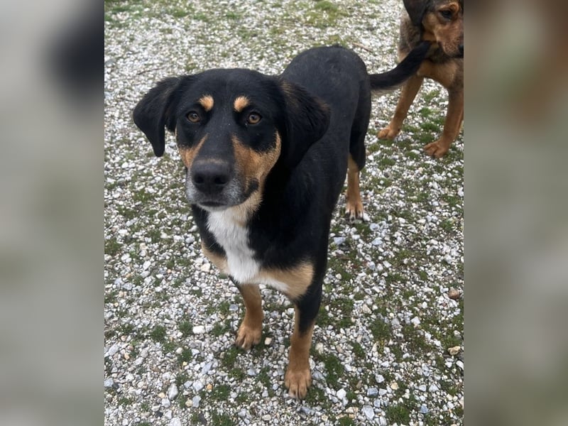 Orelle, geb. ca. 05/2024, lebt in GRIECHENLAND, auf einem Gelände, auf dem die Hunde notdürftig vers