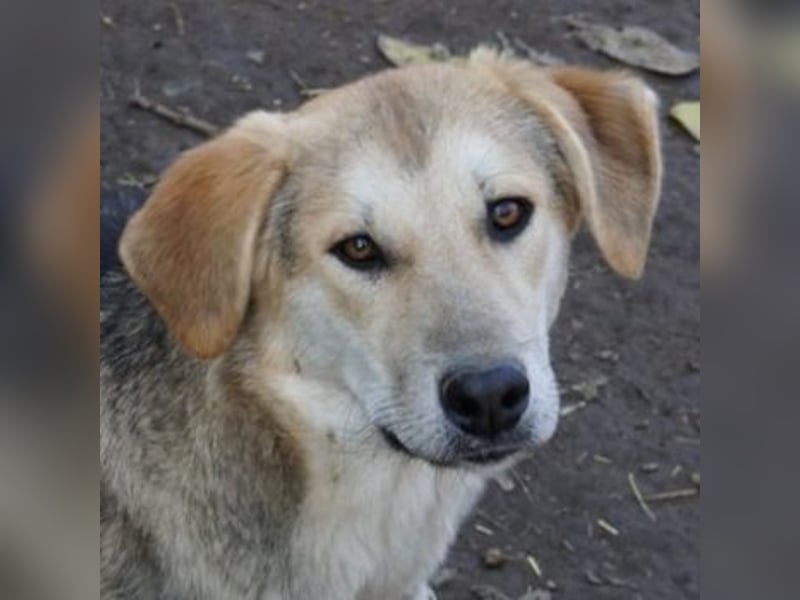 Ciri, geb. ca. 05/2024, lebt in GRIECHENLAND, im städt. Tierheim Serres