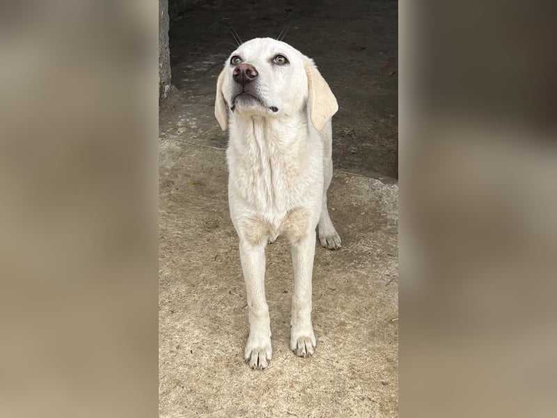 Nomi, geb. ca. 10/2024, lebt in GRIECHENLAND, auf einer privaten Pflegestelle