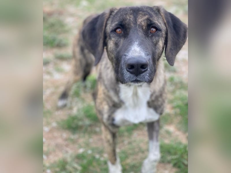 Tenera, geb. ca. 10/2024, lebt in GRIECHENLAND, im städt. Tierheim Serres