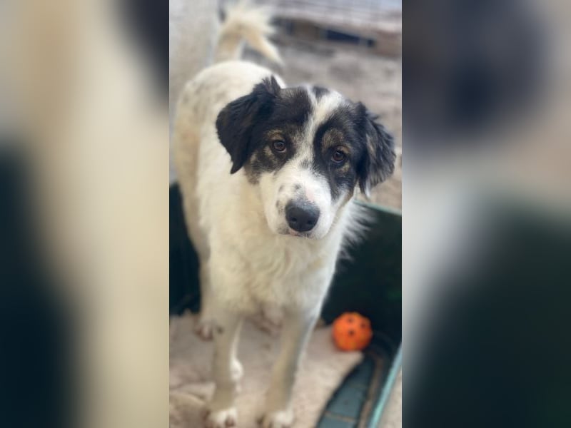 Majolika, geb. ca. 04/2025, lebt in GRIECHENLAND, im städt. Tierheim Serres