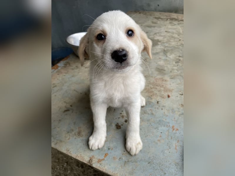 Katy, geb. ca. 11/2025, lebt in GRIECHENLAND, auf einer privaten Pflegestelle