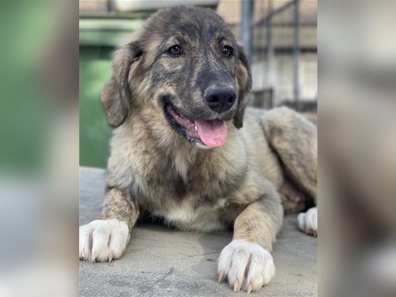 Amelie, geb. ca. 02/2024, lebt in GRIECHENLAND, im städt. Tierheim Serres