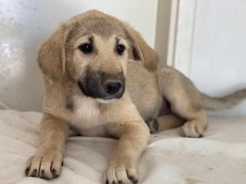 Glandy, geb. ca. 03/2025, lebt in GRIECHENLAND, im städt. Tierheim Serres