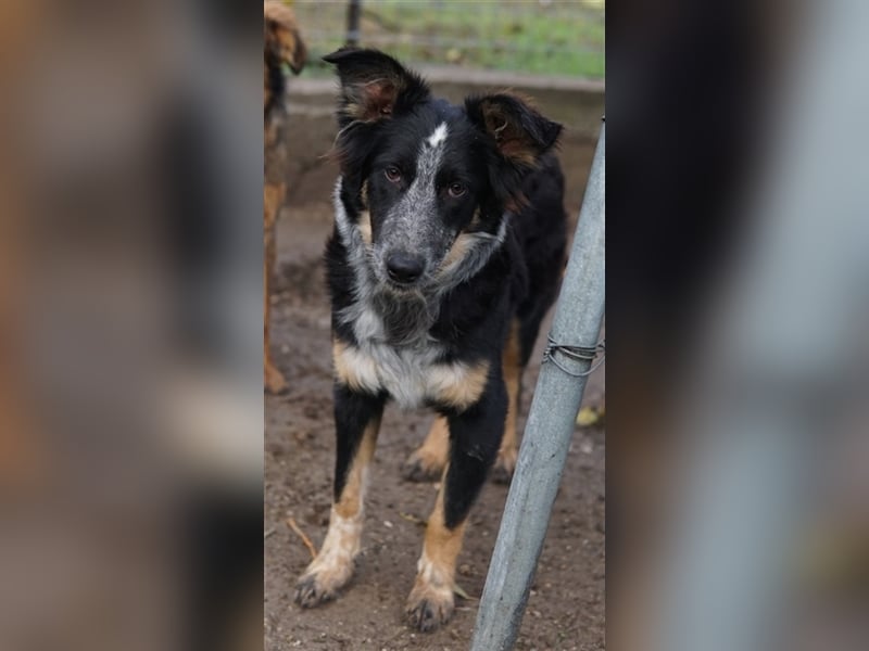 Talom, geb. ca. 03/2022, lebt in GRIECHENLAND, auf einer privaten Pflegestelle