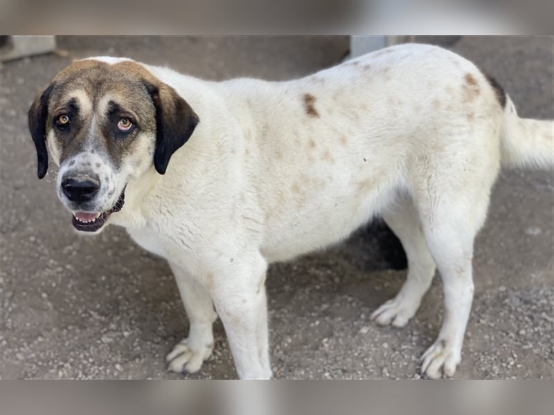 Elliot, geb. ca. 05/2022, lebt in GRIECHENLAND, im städt. Tierheim Serres